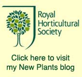Take a look at Graham Rice's Royal Horticultural Society's New Plants blog
