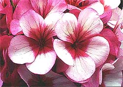 Pelargonium (Geranium) 'Venus'