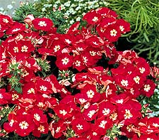 Phlox 'Buttons Cherry with Eye'
